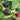 Blackberry 'Thornless Evergreen' 2L