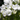 Campanula (Bell Flower) Pristar White 1.5L
