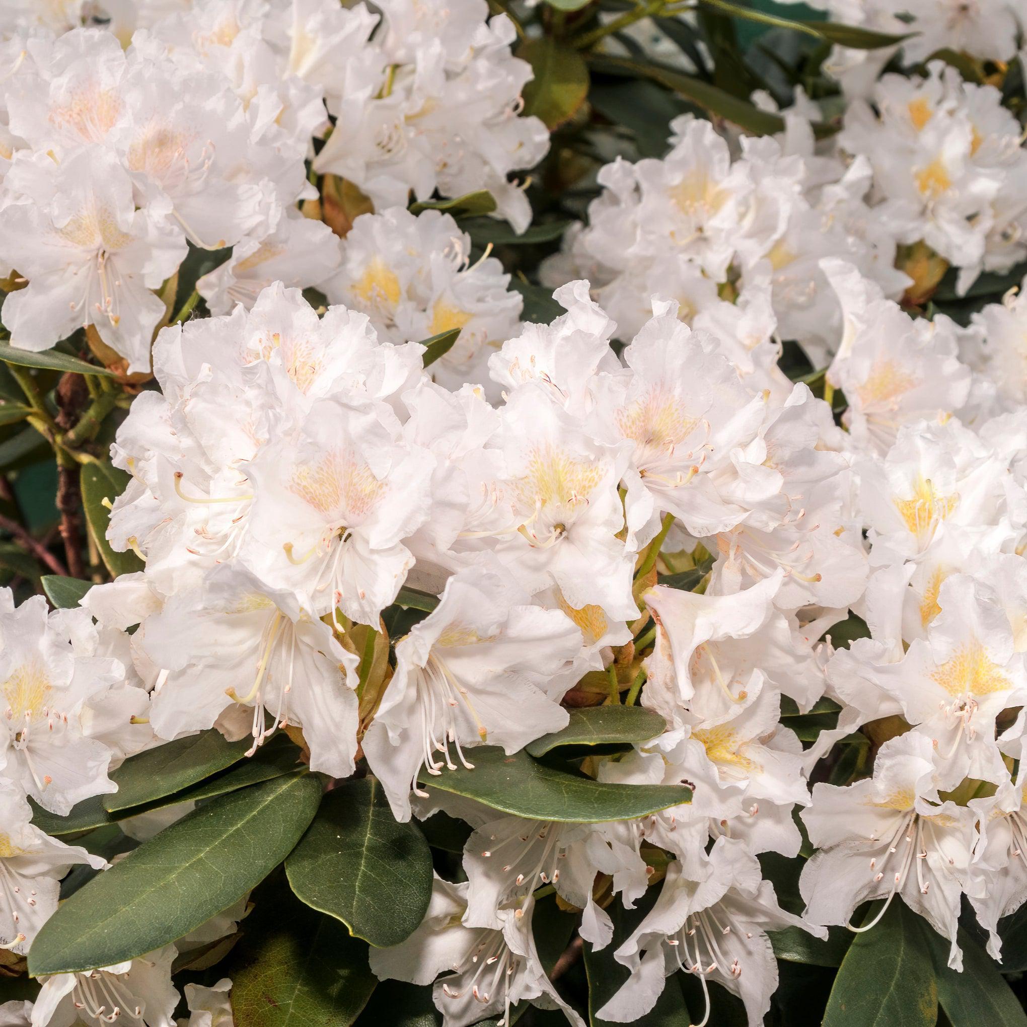 Rhododendron impeditum 'Album' 1L – Lincspplants