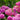 Hydrangea macrophylla 'Pink Ball' (Multiple Sizes Available)