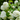 Snowball tree | Standard Viburnum opulus 'Roseum' | 1.8-2m
