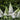 Buddleja davidii 'Manho White’ 1L / 2L