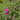 Lavatera 'Burgundy Wine' 2L