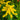 Solidago 'Goldkind' 9cm
