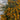 Pyracantha Golden Charmer 1L