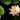 Paranee (New) water lily - pond plants - MW32