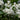 Philadelphus 'manteau d'Hermine' 1L / 2L
