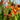Crocosmia x crocosmiiflora 'Emily Mckenzie' 9cm/2L