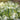 Snowdrops (16 Bulbs)