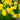 Narcissus 'Tête-à-tête' - Dwarf Scented Daffodil (8/18 Bulbs)