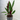 Calathea lancifolia 50cm
