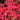 Azalea Hino Crimson 1.5L