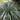 Astelia Chathamica Silver Spear 3L