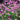 Armeria maritima Splendens Sea Pinks 2L