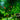Live Aquarium Plants x 50 Ringed - Tropical Water Live Aquarium Plants