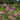 Lavatera 'Burgundy Wine' 2L