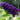 Buddleja davidii 'Black Knight' 1L / 2L