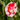 Camellia japonica Nikisi Kerin 60cm