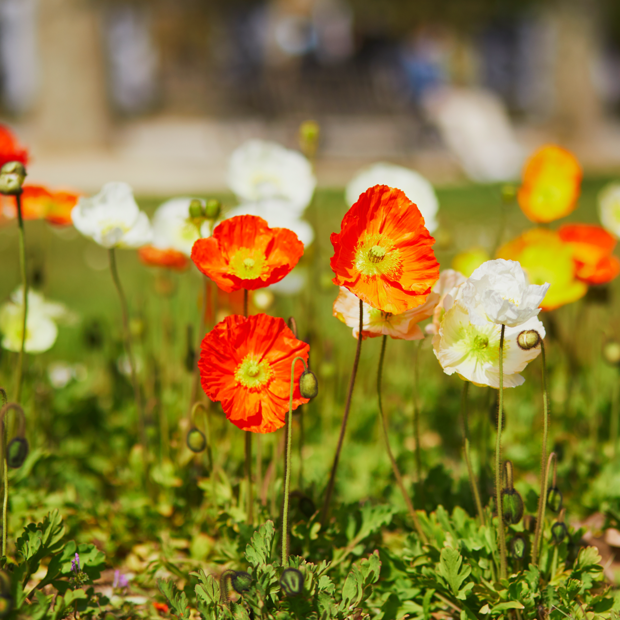Spring Fever Poppy Poppy Spring Fever Mix 1.5L – Lincspplants