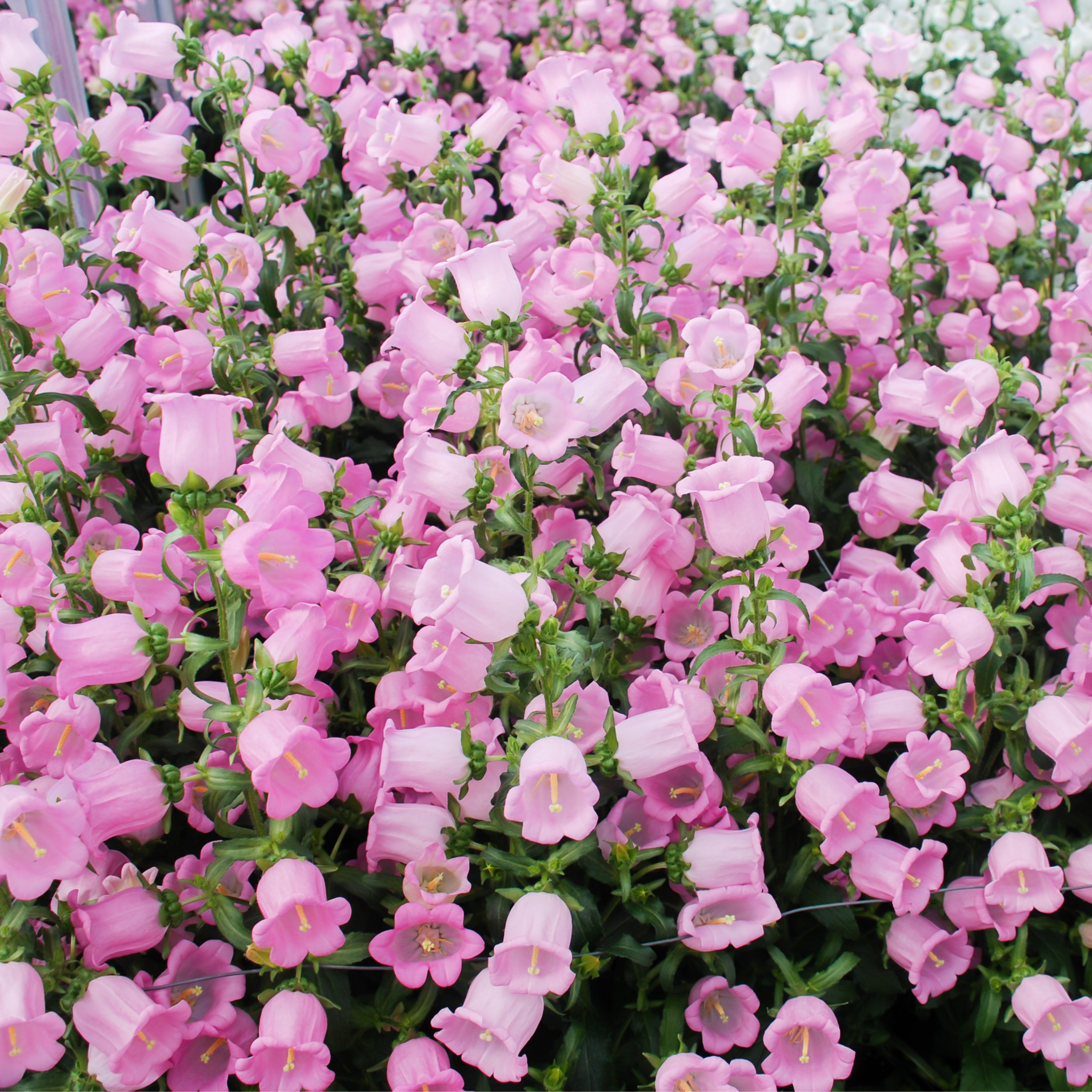 Lin Lin Bells Campanula medium Rose - Canterbury bells 1L – Lincspplants