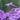 Phlox subulata GoldiPhlox Light Pink 1.5L