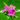 Azalea japonica 'Amoena' 2/5L