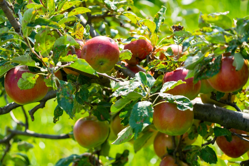 Piniva Pinova Apple – Lincspplants
