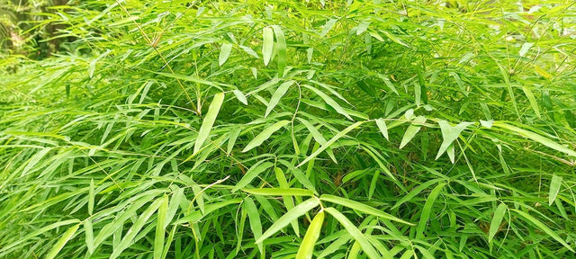 Lincspplants