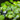 Tropical Frogbit (Limnobium laevigatum) - DF010