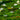 Frogbit (Hydrocharis morsus-ranae) - DF002