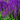 Salvia nemorasa 'Caradonna' 9cm / 2L