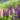Lupin 'Gallery Blue' (Two Sizes Available)