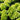 Hydrangea paniculata 'Little Lime' 3L / 5L