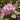 Rhododendron 'Christmas Cheer' 5L | Flowers Late Winter/Early Spring