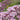 Buddleja davidii 'Pink Delight' 9cm/1L