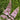 Buddleja davidii 'Pink Delight' 9cm/1L