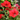 Petunia 'Trailing Surfinia Red' 9cm