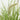 Pennisetum 'Sky Rocket' Ornamental Grass