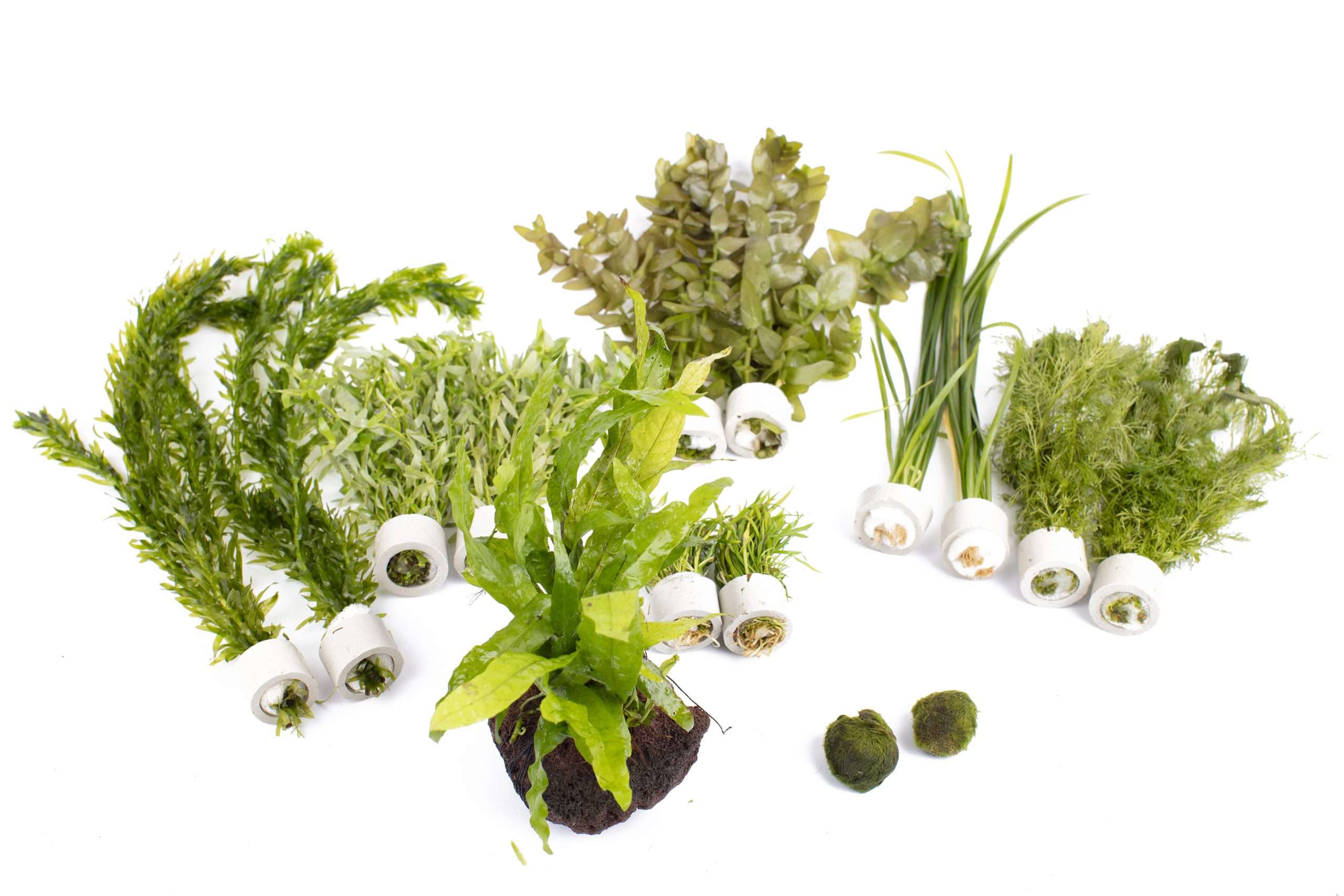Live Aquarium Plants Beginner Easy Plants Aquarium Packs Lincspplants Live aquarium plants beginner easy plants aquarium packs lincspplants