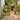 Solid oak garden arch
