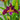 Iris louisiana "spicy cayun" - Marginal Pond Plants - MPA131
