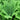Matteuccia struthiopteris - 2026