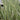 Typha latifolia variegata (Variegated bulrush or Variegated reedmace) - Marginal Pond Plants  - Pond Plants - Water Plants - MP120