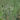Typha minima (Miniature bulrush) - Marginal Pond Plants - MP122