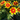 Coreopsis  'Uptick Gold and Bronze' 9cm/2L