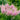 Astilbe 'Vision Inferno' Pink - 1.5L