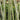Scirpus Lacustris albescens - Marginal Pond Plants - MP110B