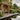 Covered oak seating arbour