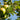 Worcester Pearmain Apple