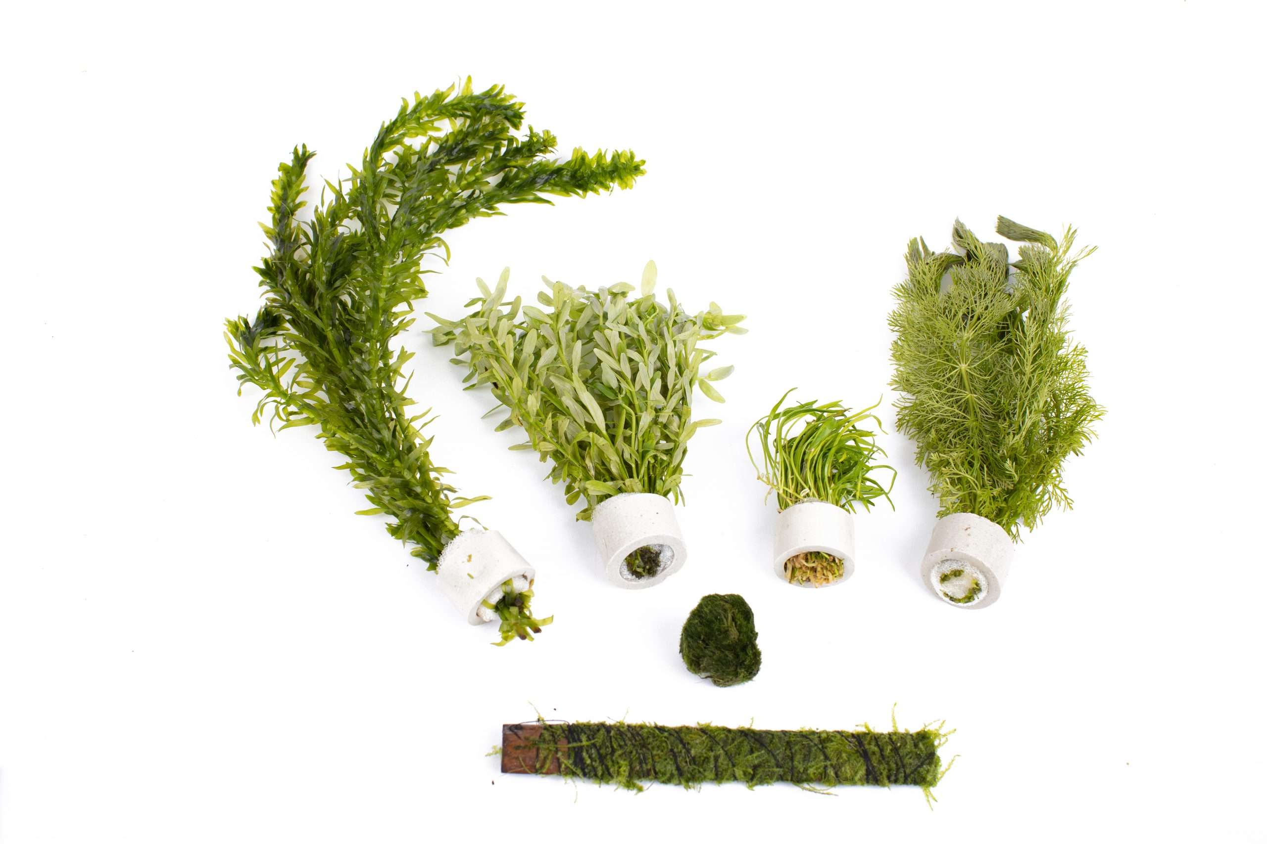 Live Aquarium Plants Beginner Easy Plants Aquarium Packs Lincspplants Live aquarium plants beginner easy plants aquarium packs lincspplants